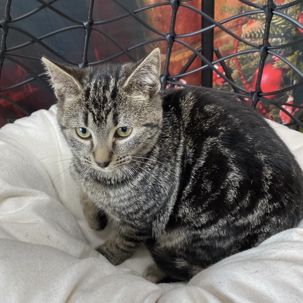 Snow, Adoptable, Kitten Female Domestic Short Hair.