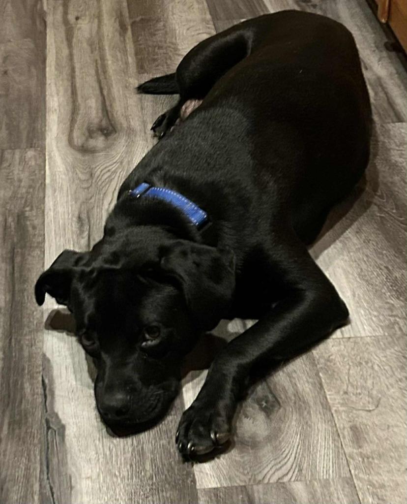 Haddie, Adoptable, Young Female Hound & Pit Bull Terrier.