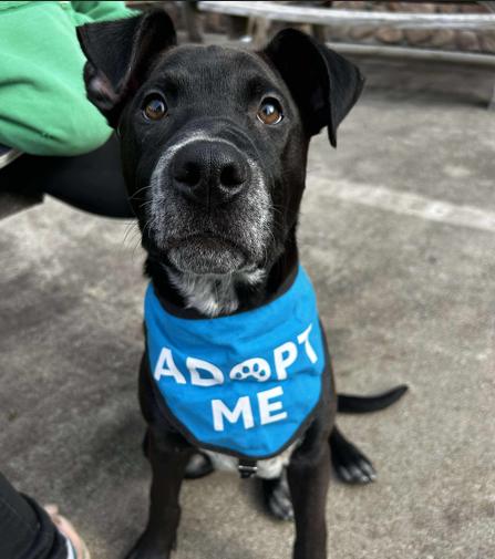 Bugsy, a Adoptable mixed breed in Brunswick, OH image 1/5