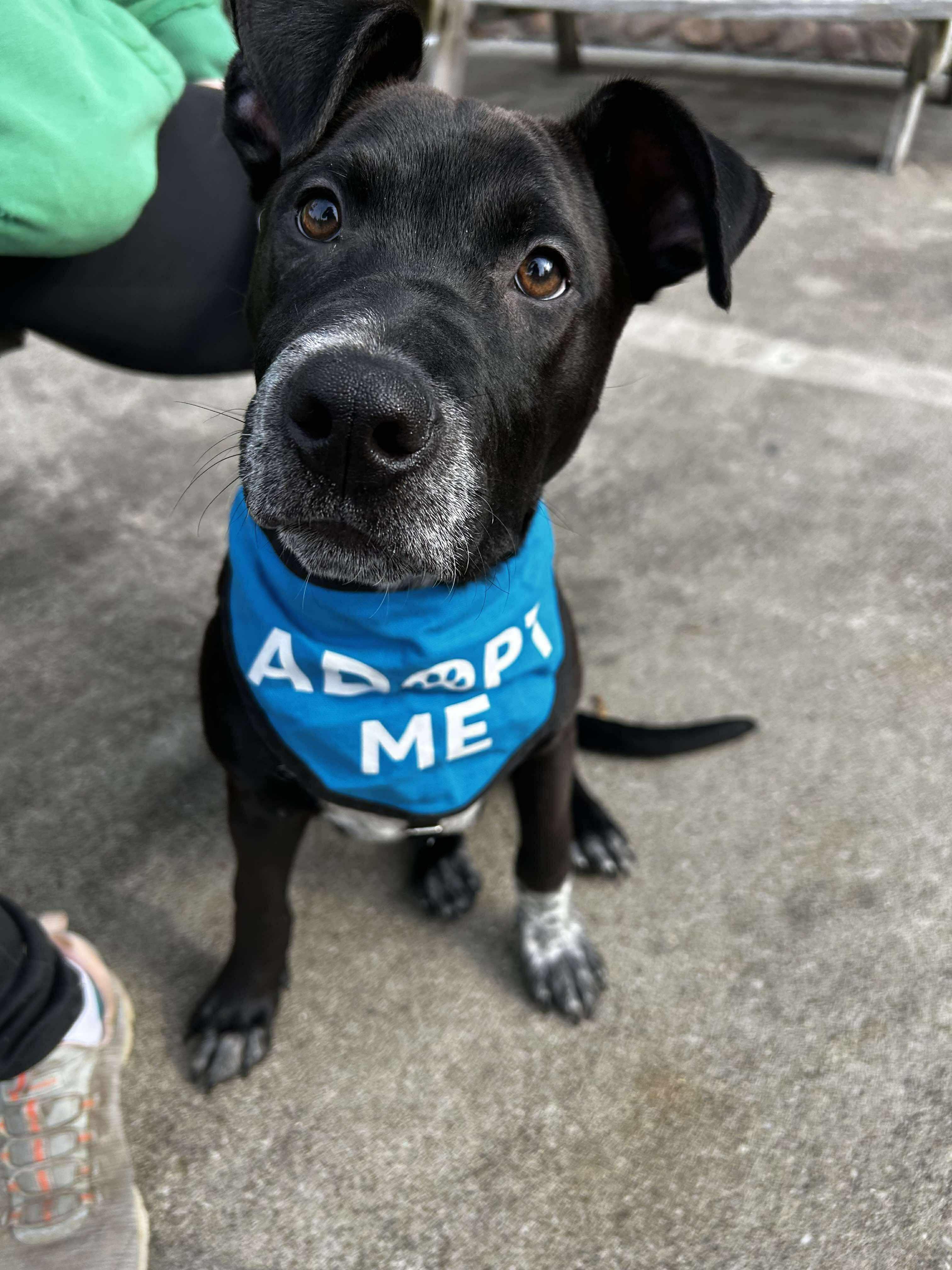 Bugsy, a Adoptable mixed breed in Brunswick, OH image 2/5