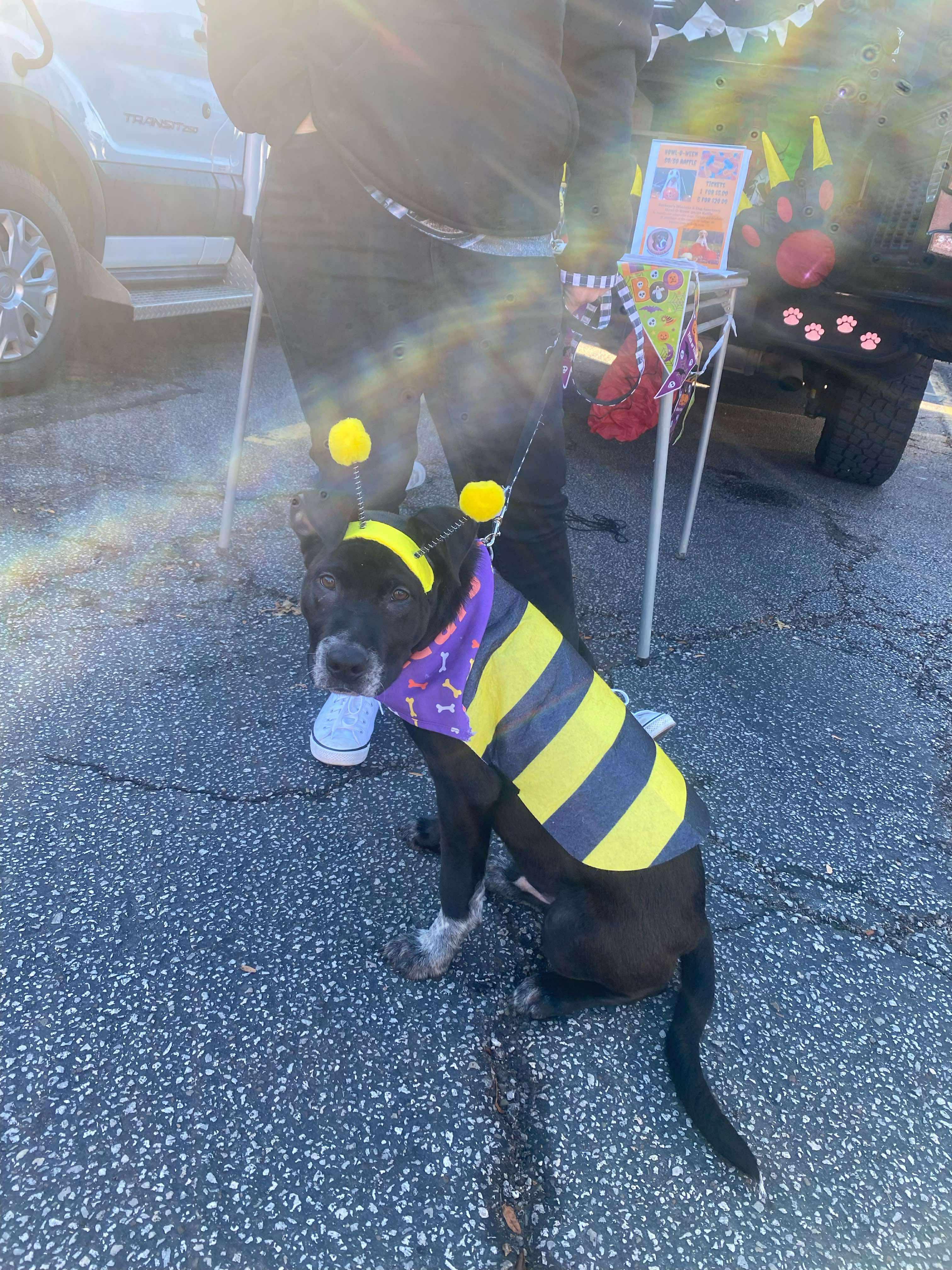 Bugsy, a Adoptable mixed breed in Brunswick, OH image 5/5