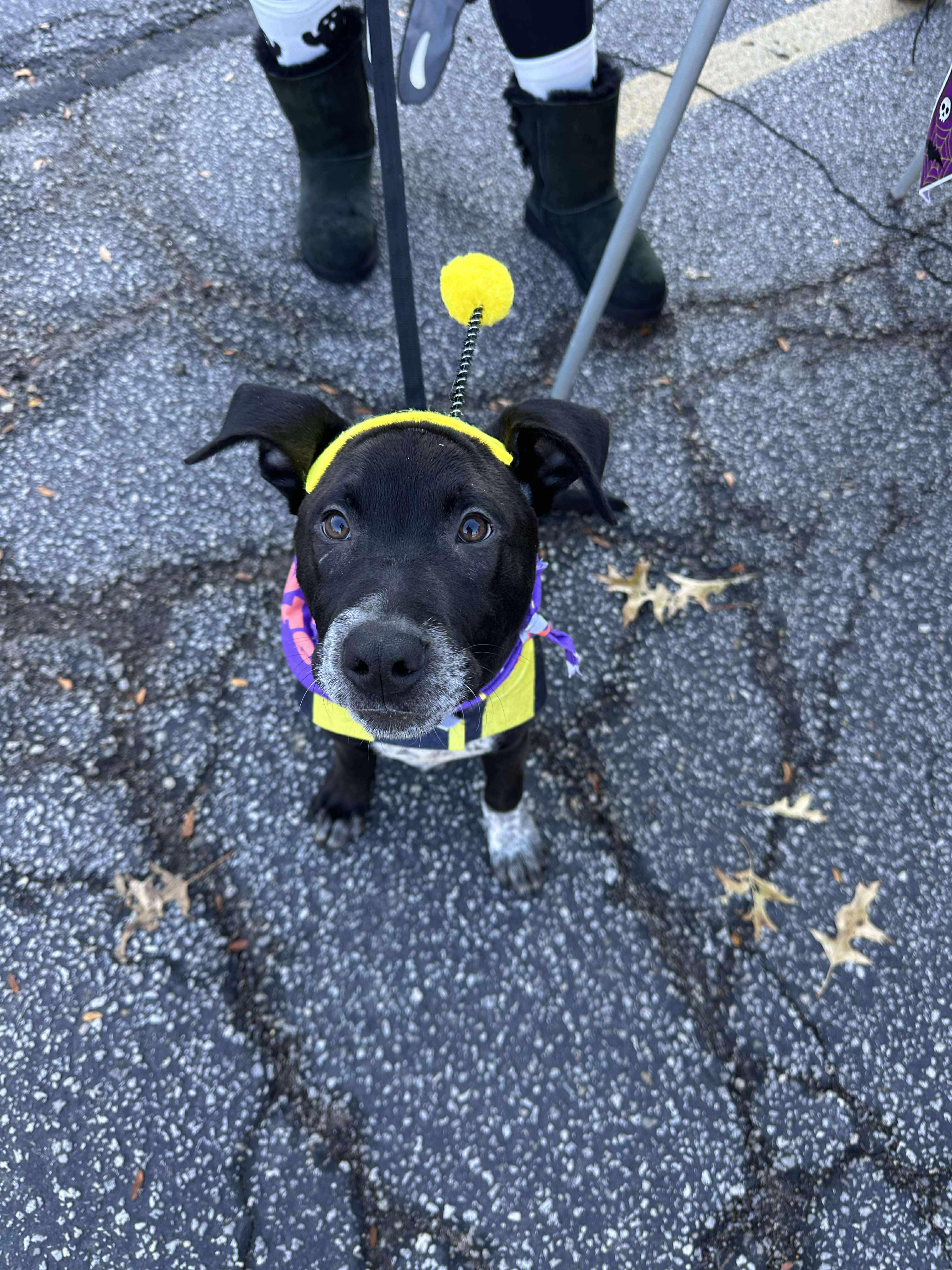 Bugsy, a Adoptable mixed breed in Brunswick, OH image 4/5