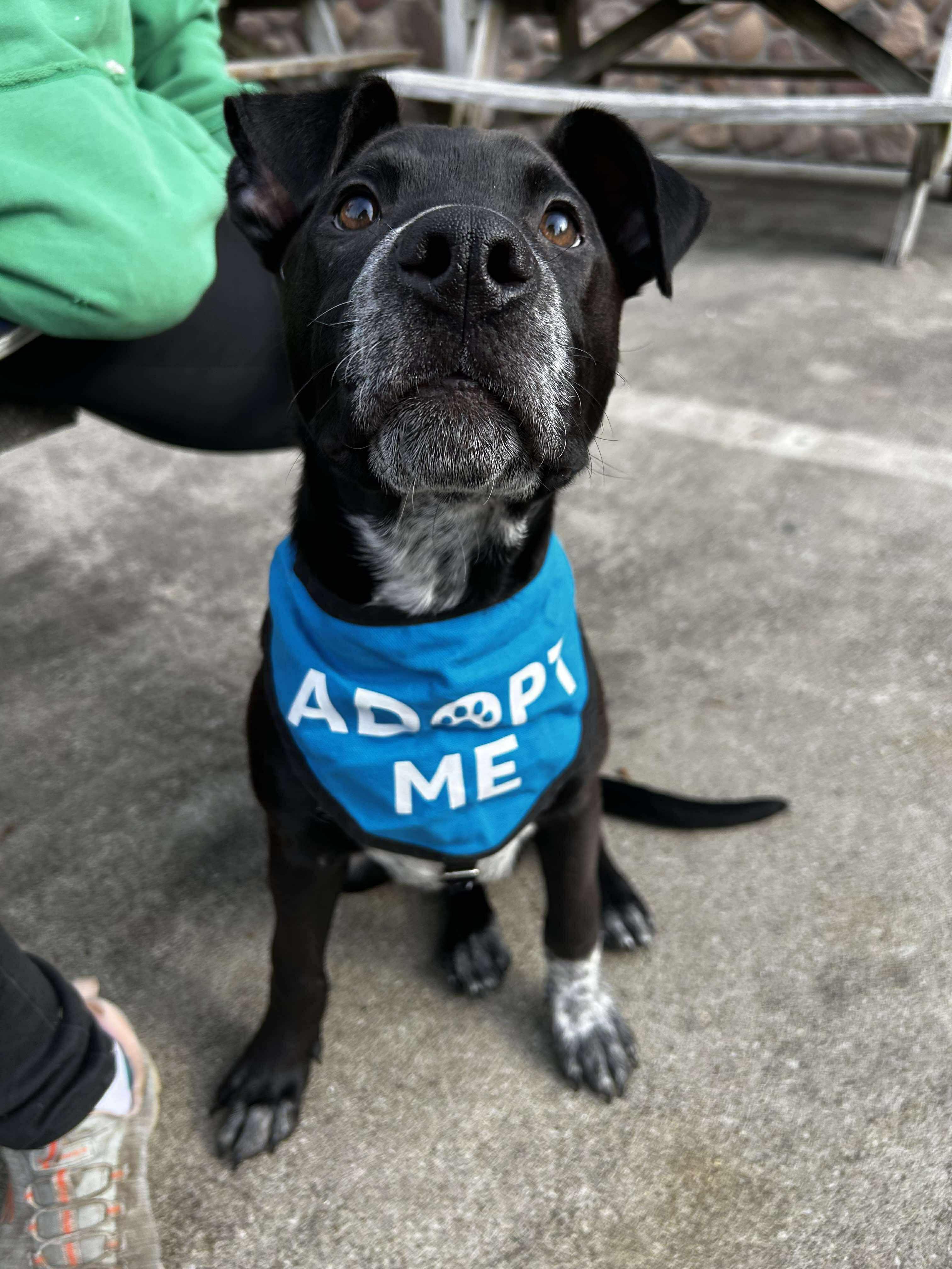Bugsy, a Adoptable mixed breed in Brunswick, OH image 3/5