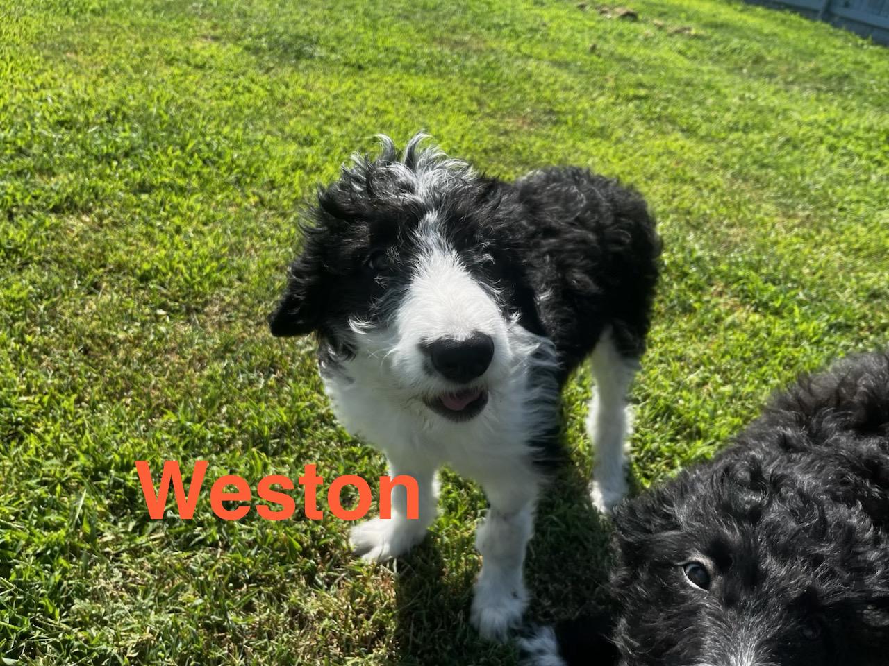 Weston McKennie, Adoptable, Puppy Male Standard Poodle & Border Collie.