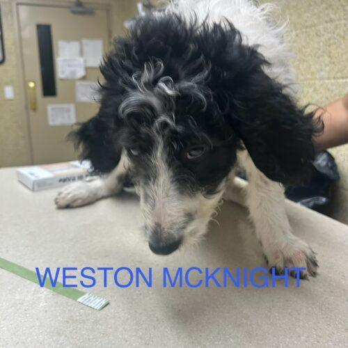 Weston McKennie, Adoptable, Puppy Male Standard Poodle & Border Collie.