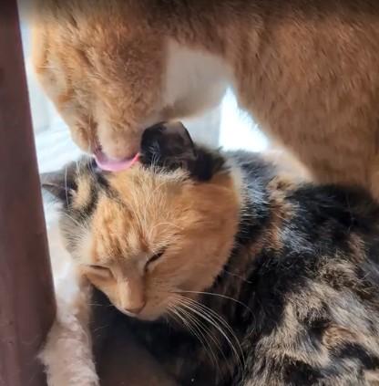 Enlarge Lorraine Cutoff, a Adoptable mixed breed in Hudson, MA image 1/3