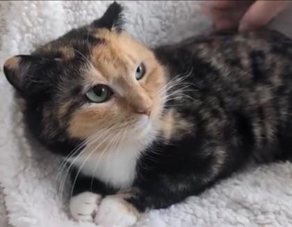 Enlarge Lorraine Cutoff, a Adoptable mixed breed in Hudson, MA image 2/3