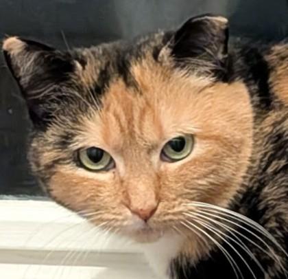 Enlarge Lorraine Cutoff, a Adoptable mixed breed in Hudson, MA image 3/3