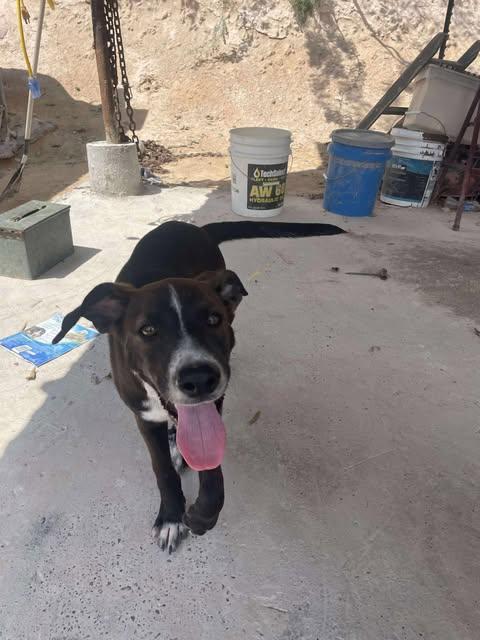 Cowboy, a Adoptable mixed breed in Vernon, CT image 3/5