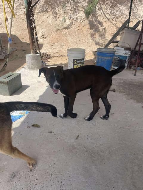 Cowboy, a Adoptable mixed breed in Vernon, CT image 4/5
