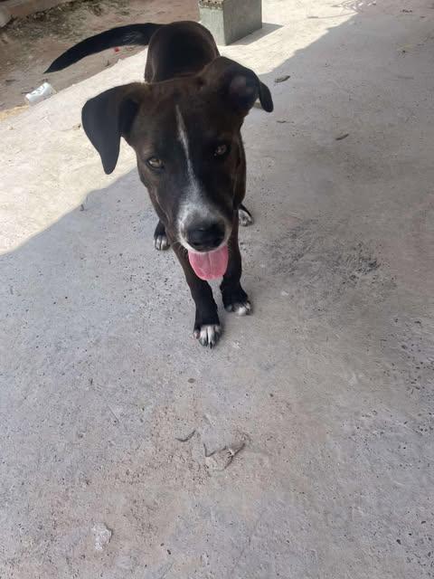 Cowboy, a Adoptable mixed breed in Vernon, CT image 2/5