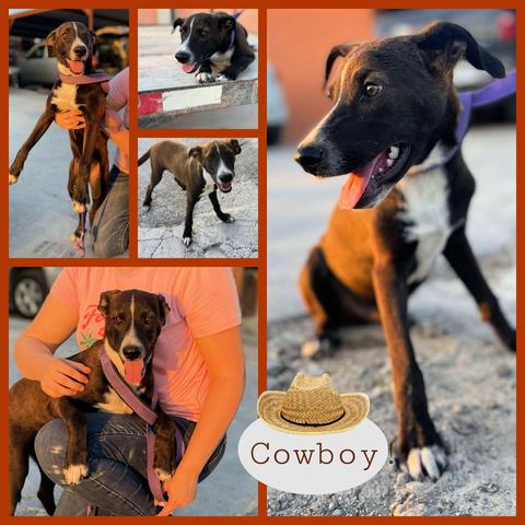Cowboy, Adoptable, Puppy Male Labrador Retriever.