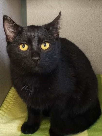 Dark Lady Liebe, Adoptable, Kitten Female Domestic Short Hair.