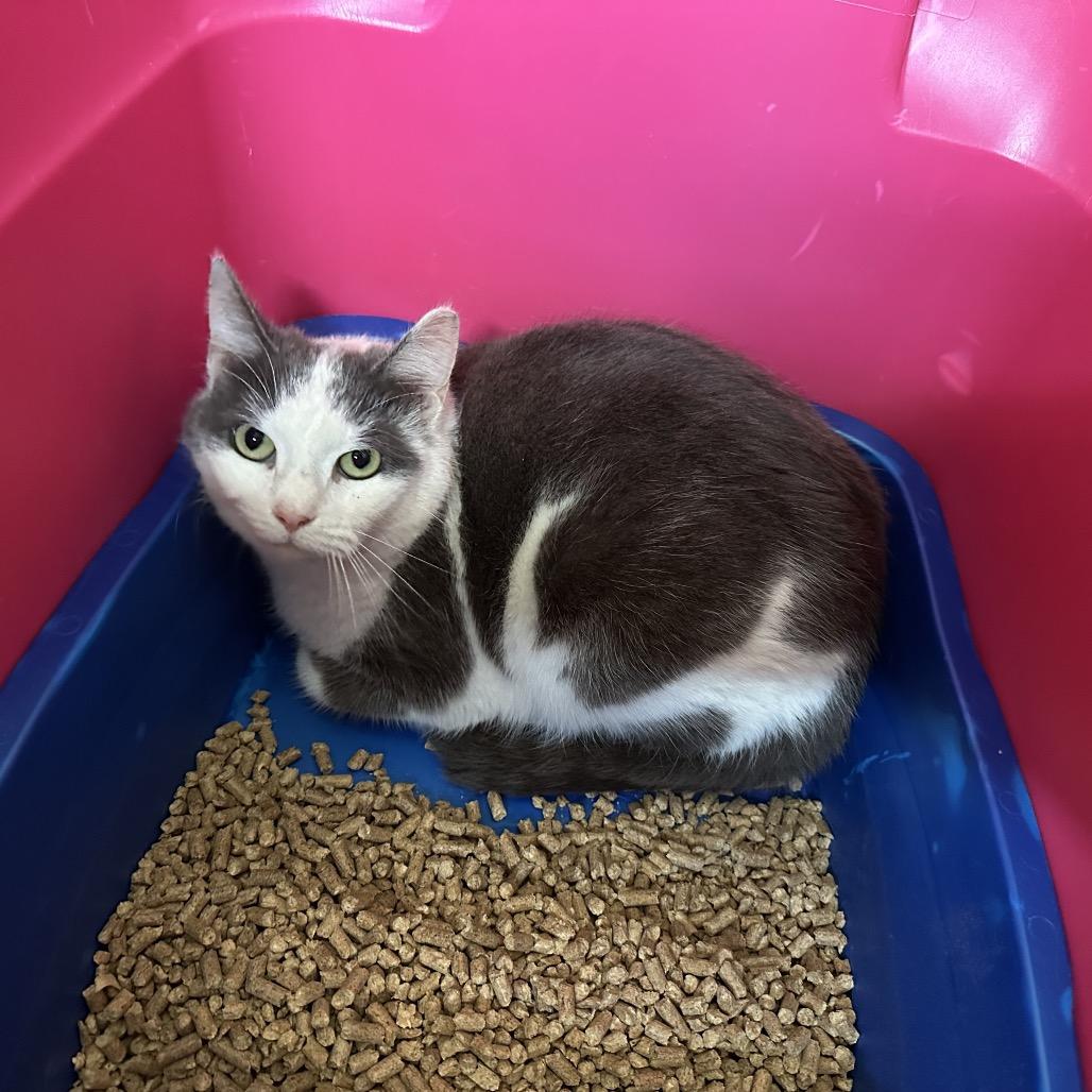 Clover, Adoptable, Adult Female Domestic Short Hair.