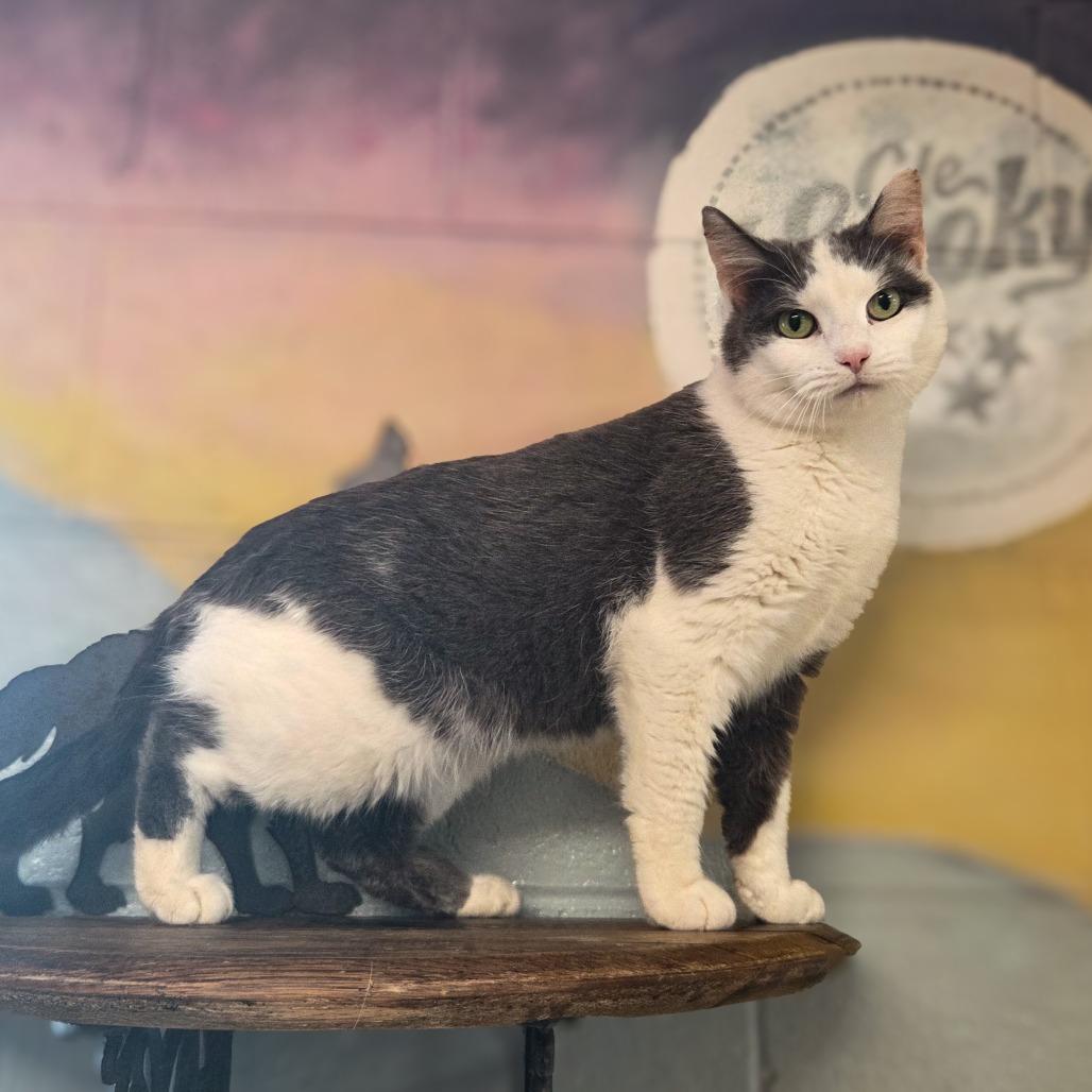 Enlarge Clover, a Adoptable Domestic Short Hair in Newport, TN image 2/2