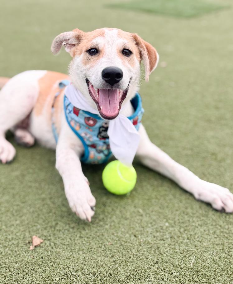 Enlarge Cob, a Adoptable Mixed Breed in Franklin, TN image 2/4