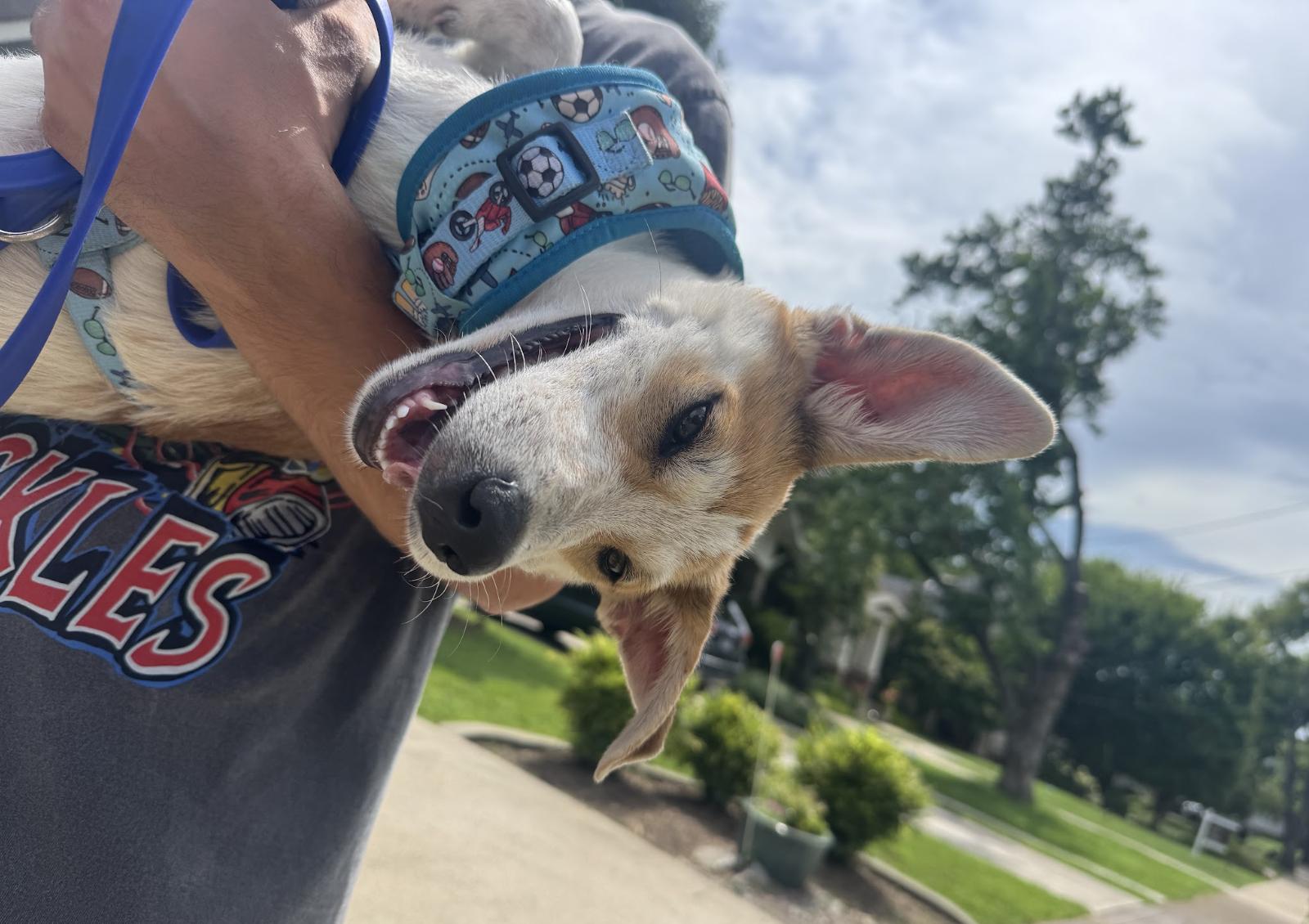 Enlarge Cob, a Adoptable Mixed Breed in Franklin, TN image 4/4