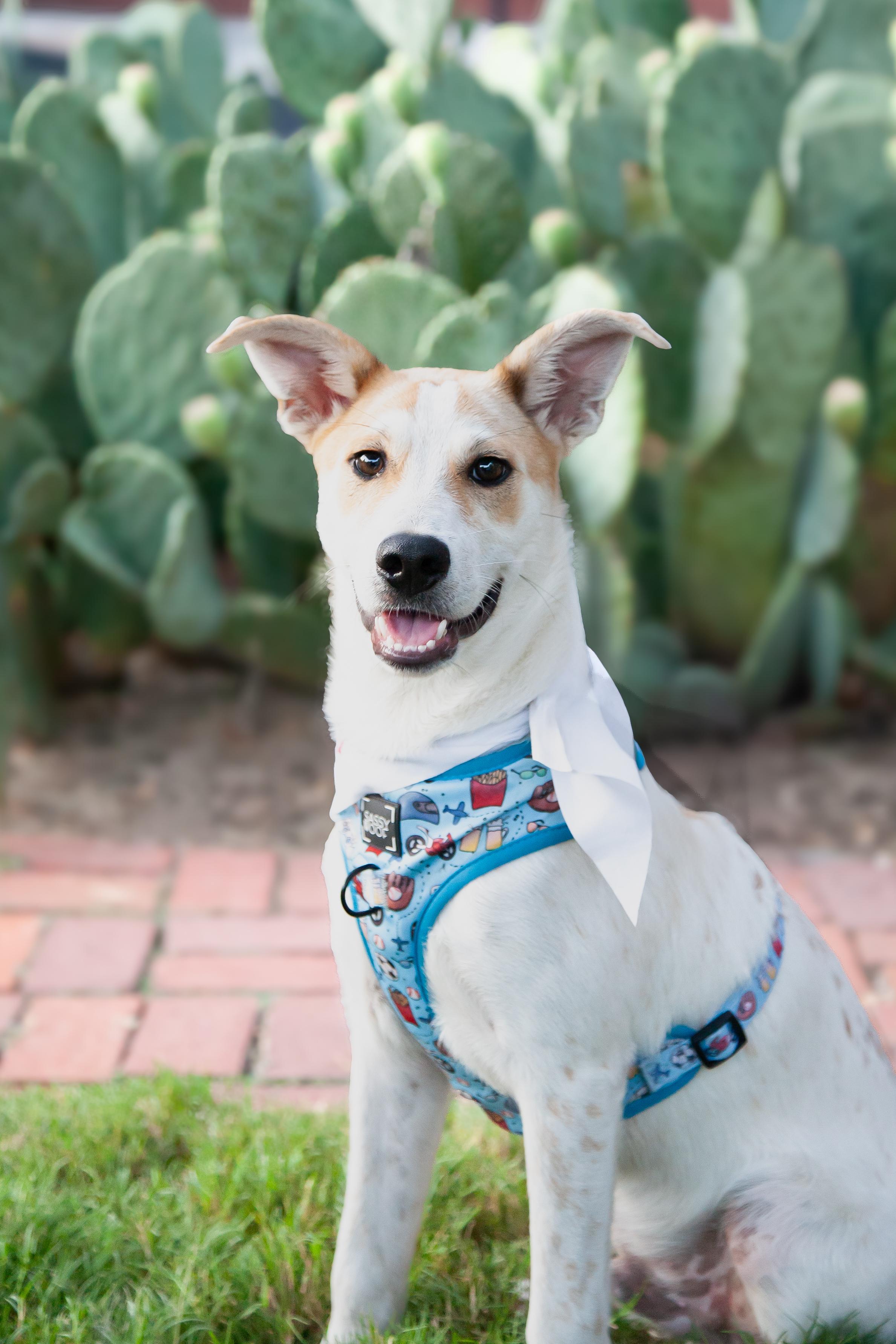 Cob, Adoptable, Puppy Male Mixed Breed.