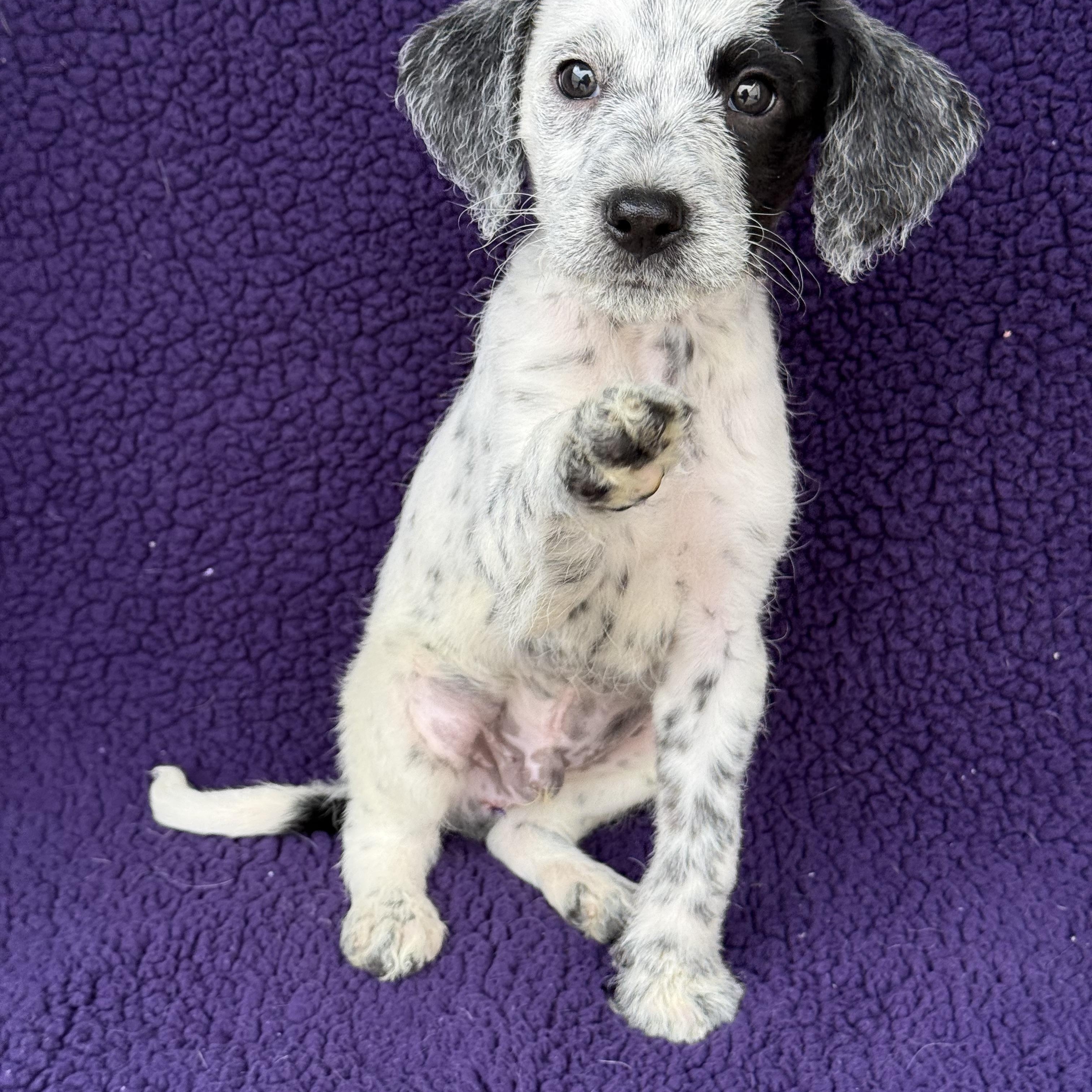 Champ, a Adoptable mixed breed in Baton Rouge, LA image 5/6