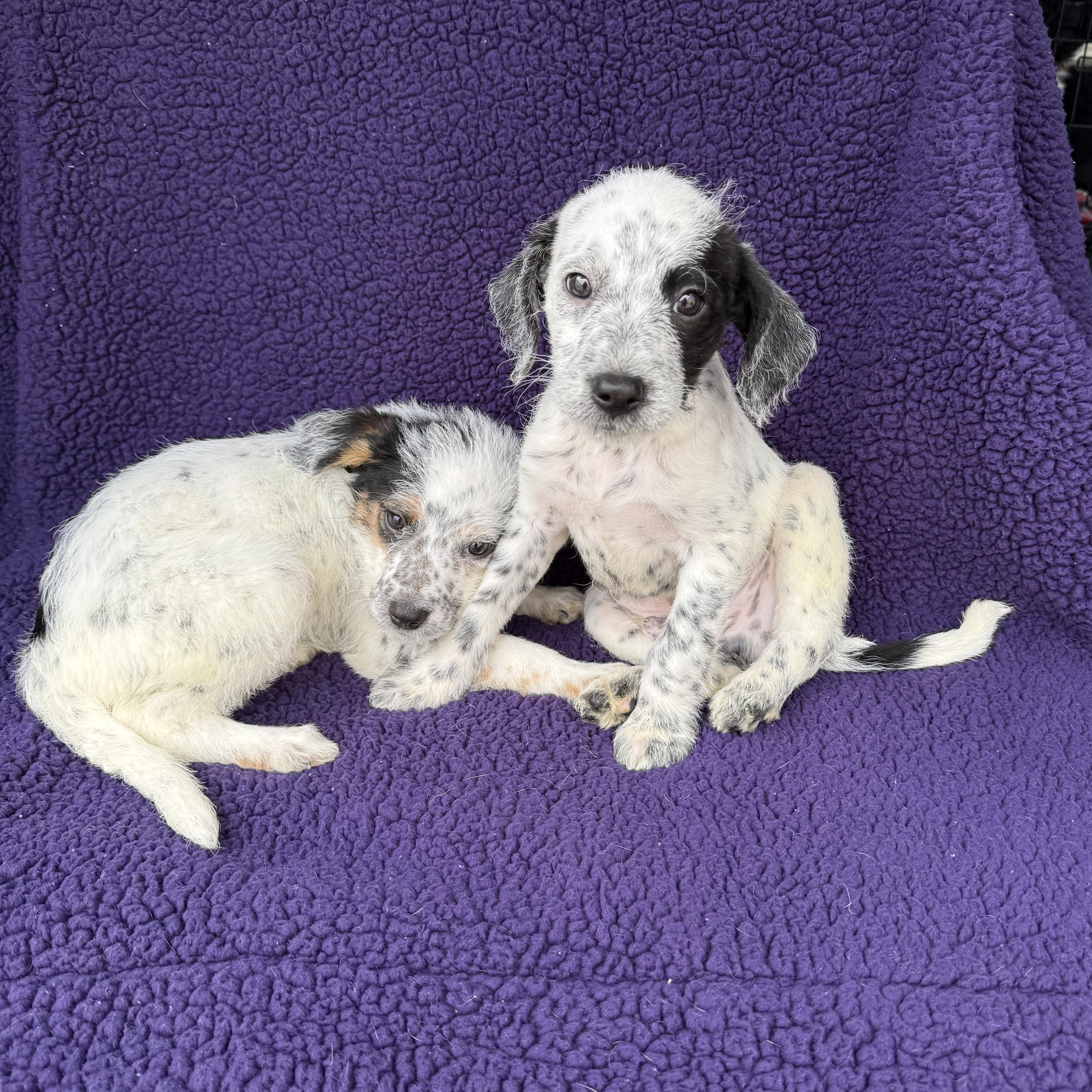 Champ, a Adoptable mixed breed in Baton Rouge, LA image 6/6