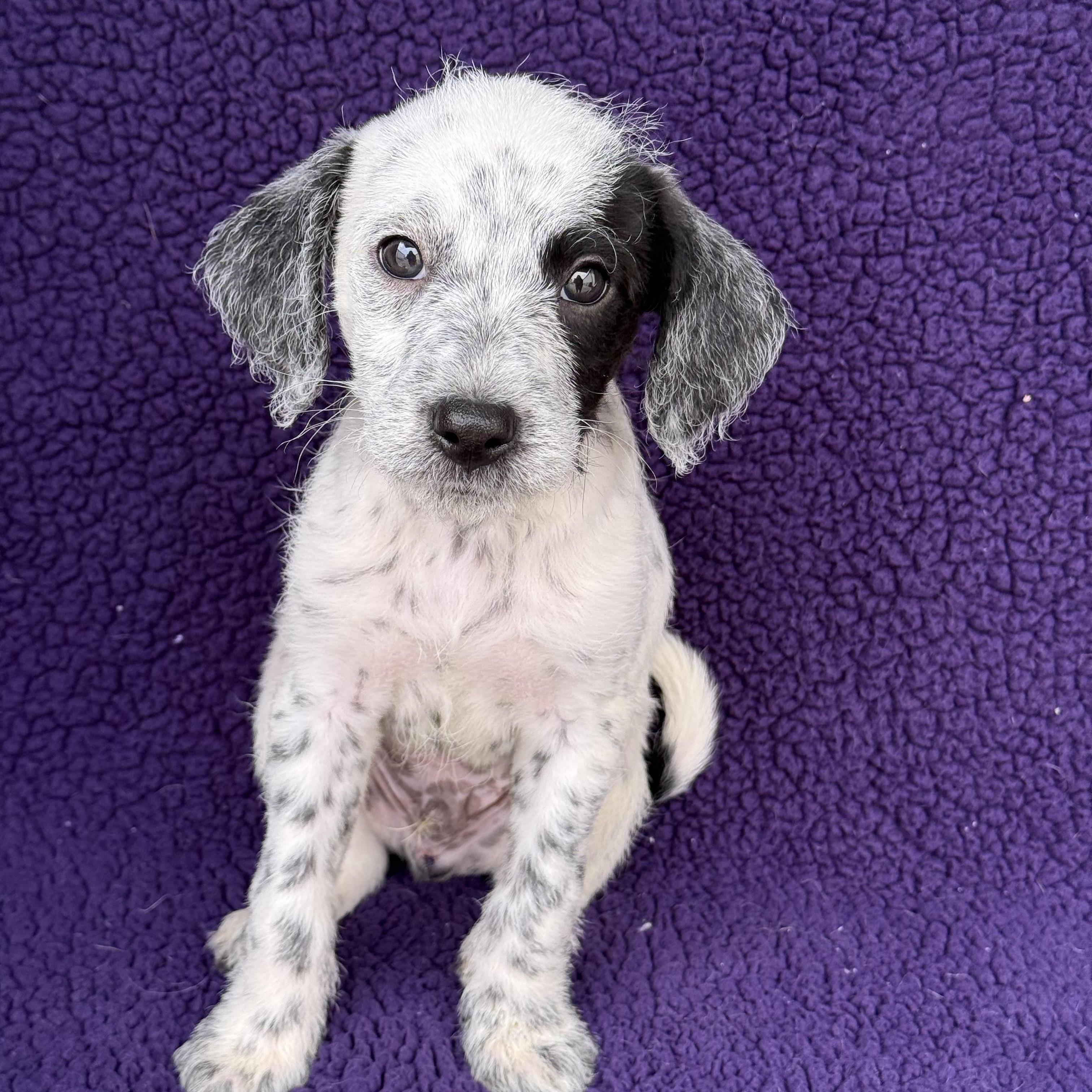 Champ, a Adoptable mixed breed in Baton Rouge, LA image 4/6