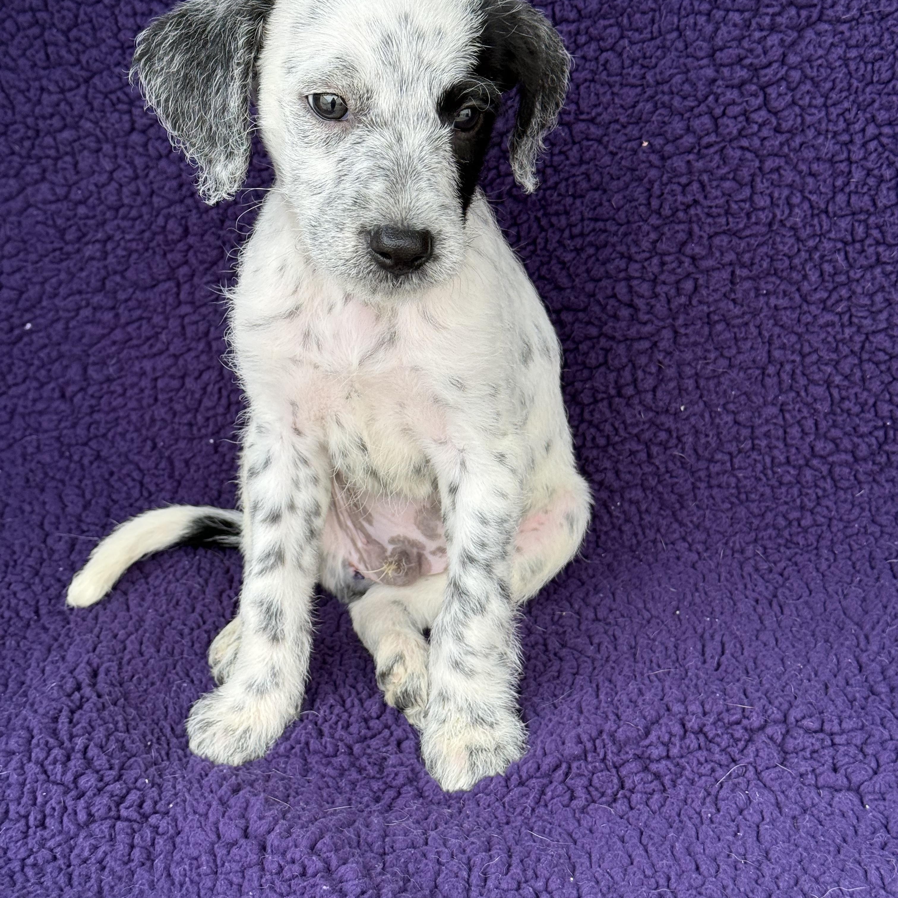 Champ, a Adoptable mixed breed in Baton Rouge, LA image 2/6