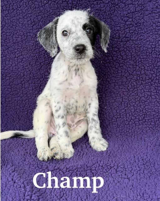 Champ, Adoptable, Young Male Australian Cattle Dog / Blue Heeler & Poodle.