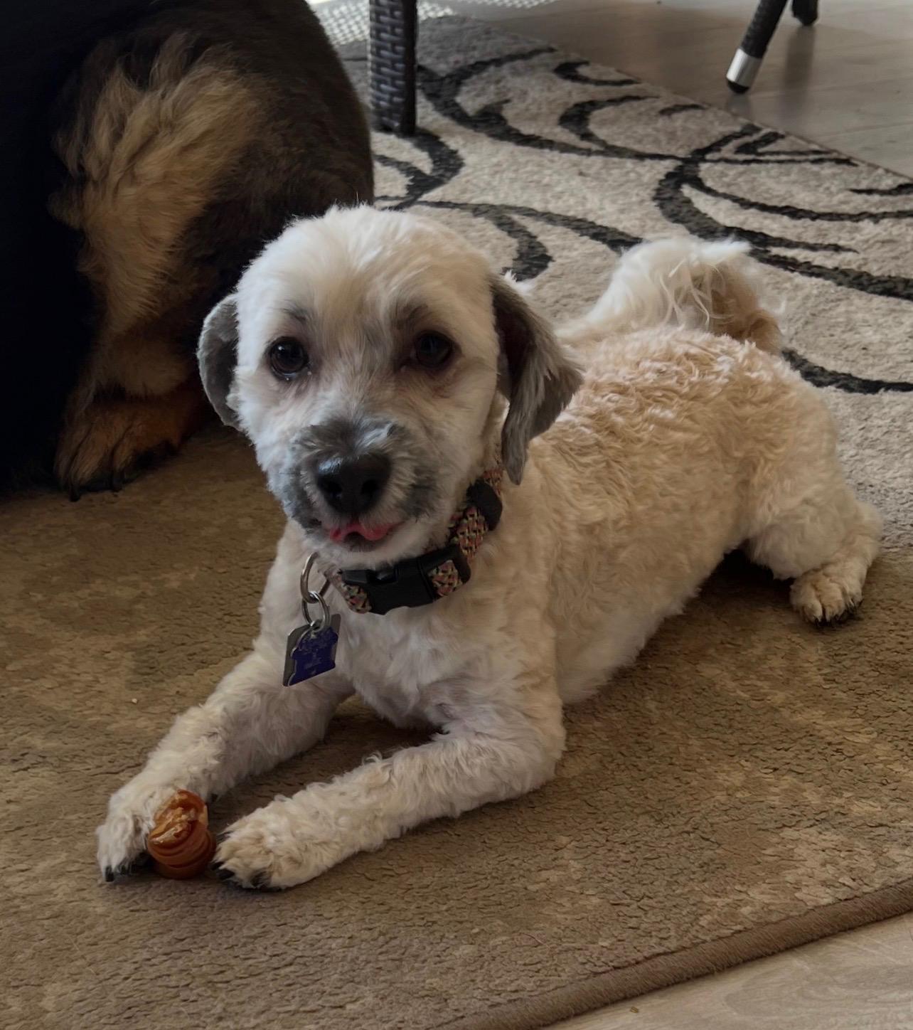 Enlarge Franco , an adopted Havanese in Springfield, VA image 2/2