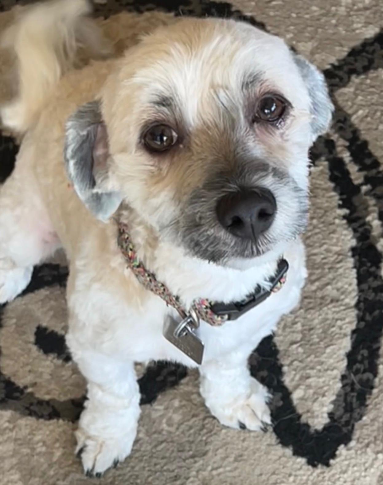 Enlarge Franco , an adopted Havanese in Springfield, VA image 1/2