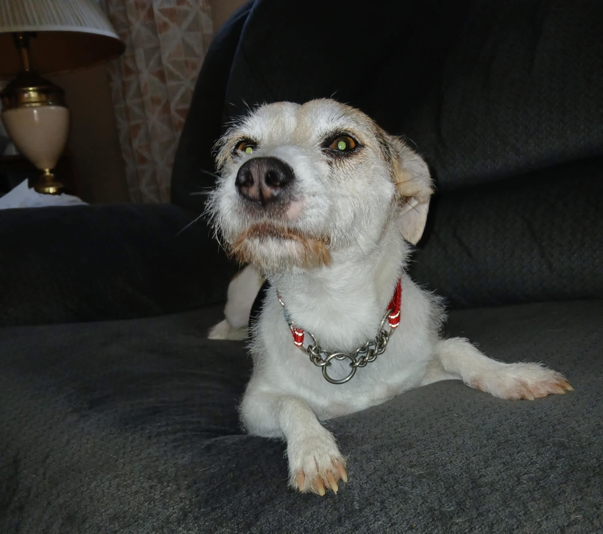 Talia, Adoptable, Young Female Wirehaired Terrier.