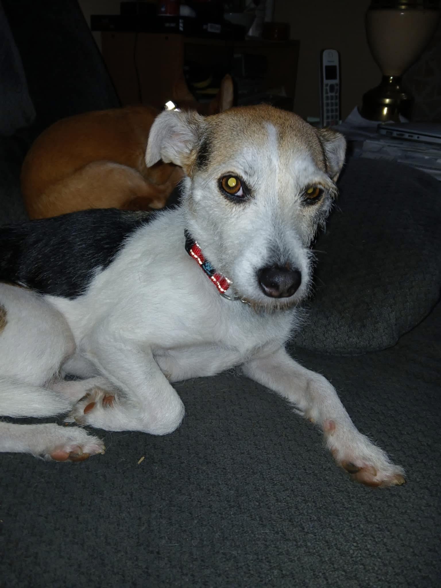 Enlarge Talia, a Adoptable mixed breed in Randolph Center, VT image 2/2