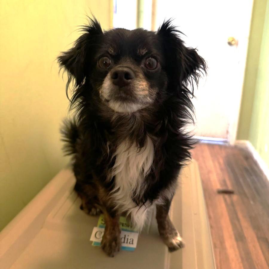 Starfish, adopted, Young Male Chihuahua.