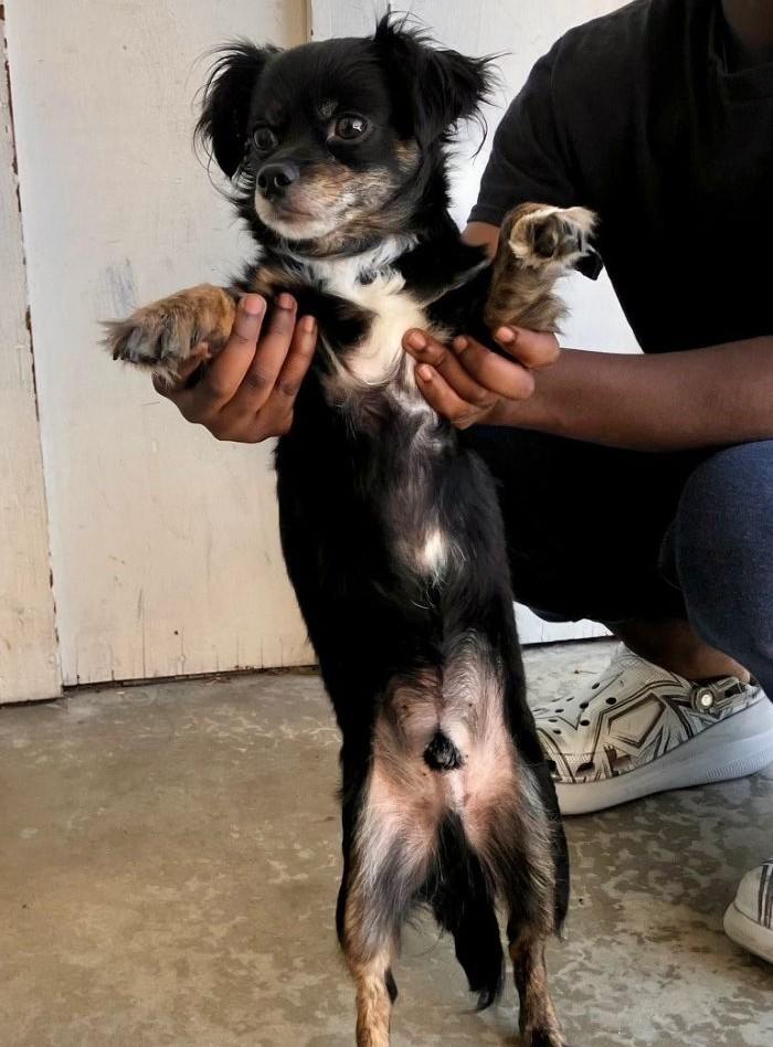 Enlarge Starfish, an adopted mixed breed in Midway City, CA image 6/6