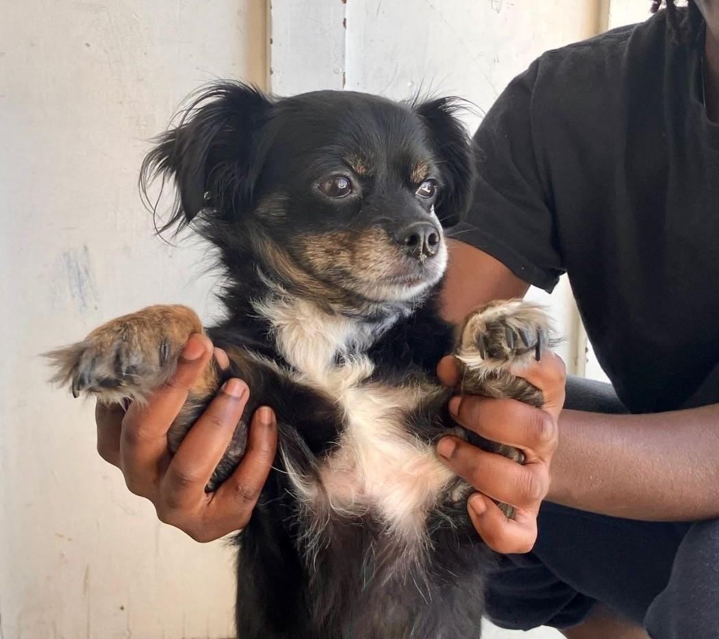 Enlarge Starfish, an adopted mixed breed in Midway City, CA image 4/6