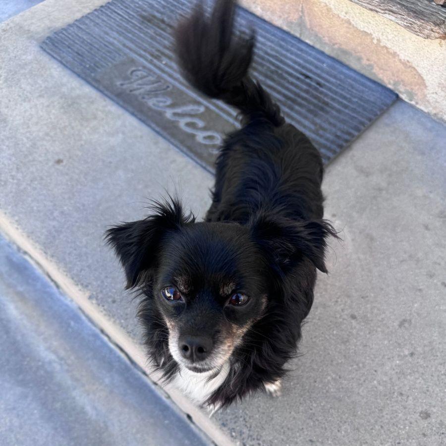 Starfish, adopted, Young Male Chihuahua.