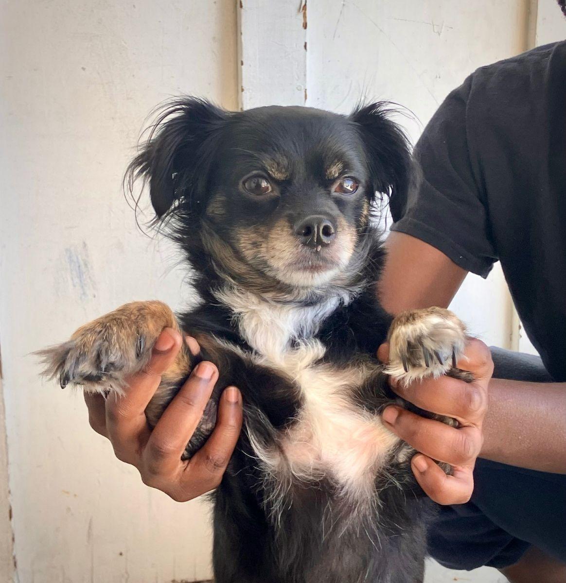 Enlarge Starfish, an adopted mixed breed in Midway City, CA image 5/6