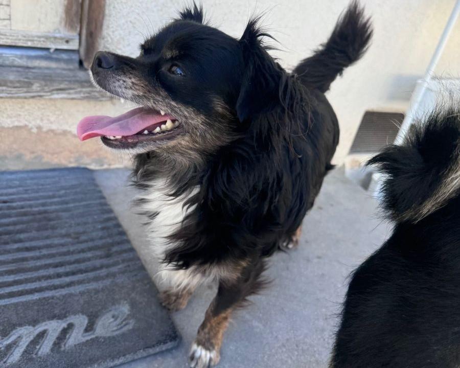 Enlarge Starfish, an adopted mixed breed in Midway City, CA image 3/6