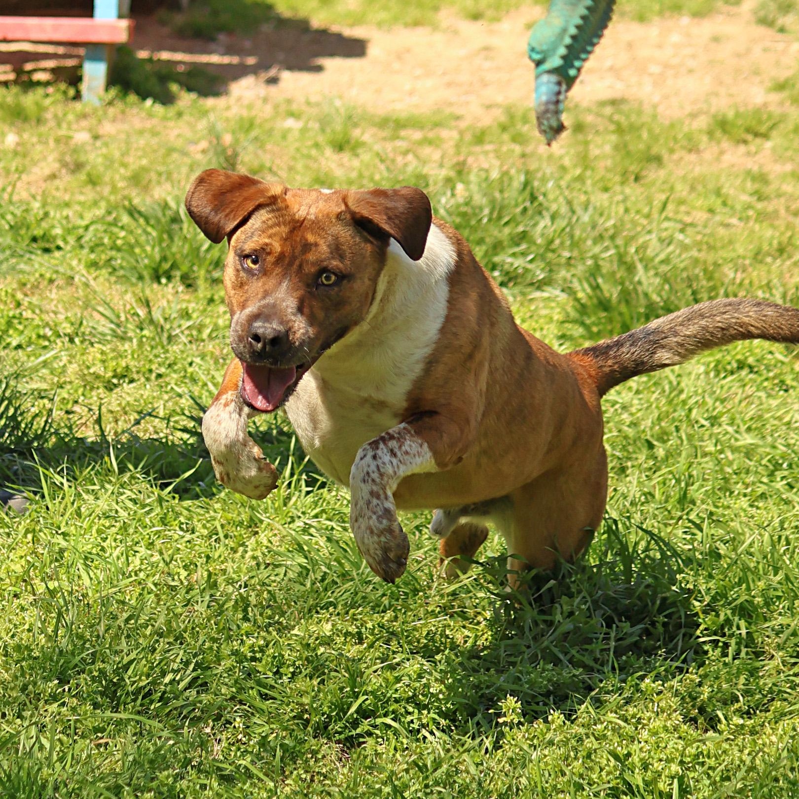 Enlarge Rowdy, a Adoptable mixed breed in Hot Springs, AR image 3/3
