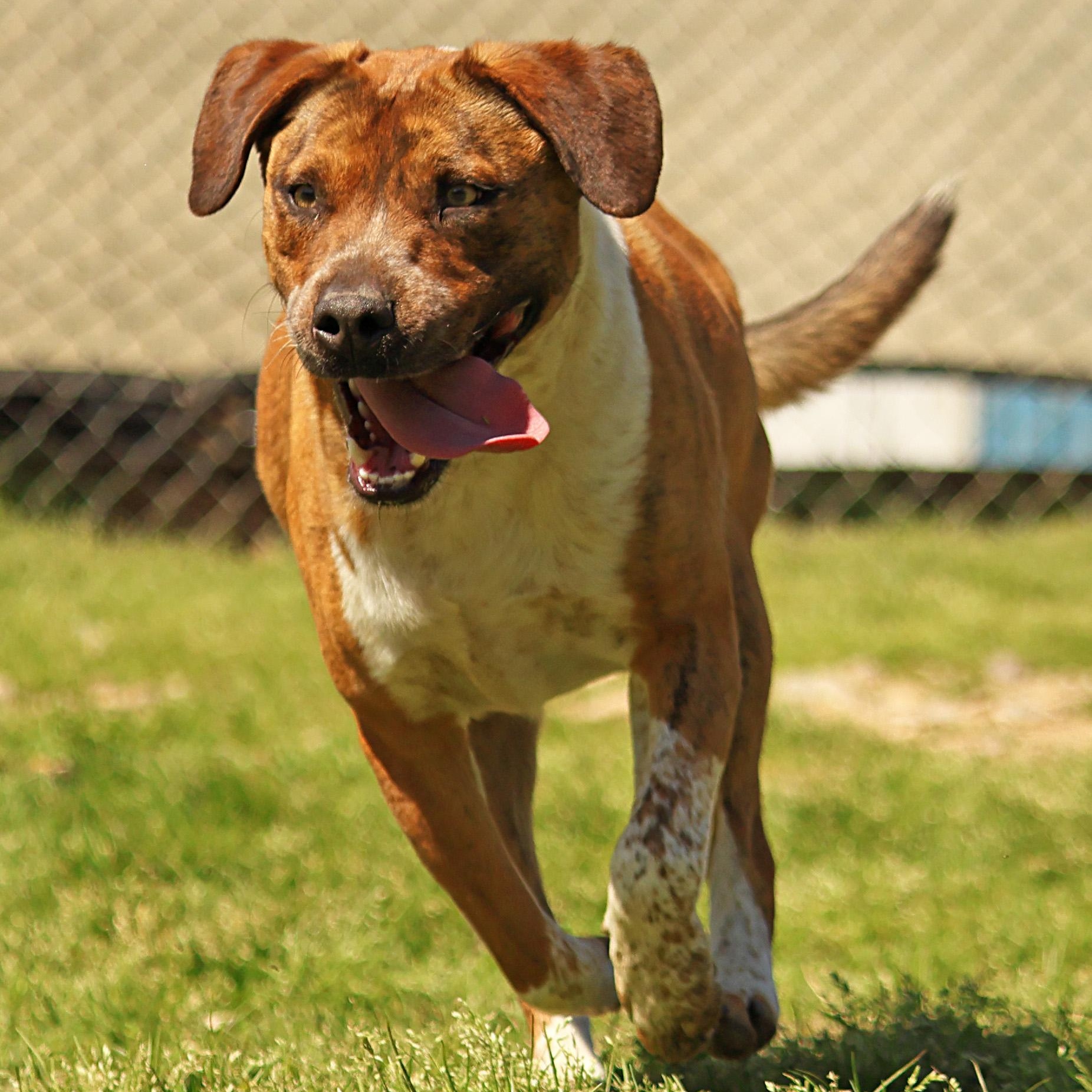 Enlarge Rowdy, a Adoptable mixed breed in Hot Springs, AR image 2/3