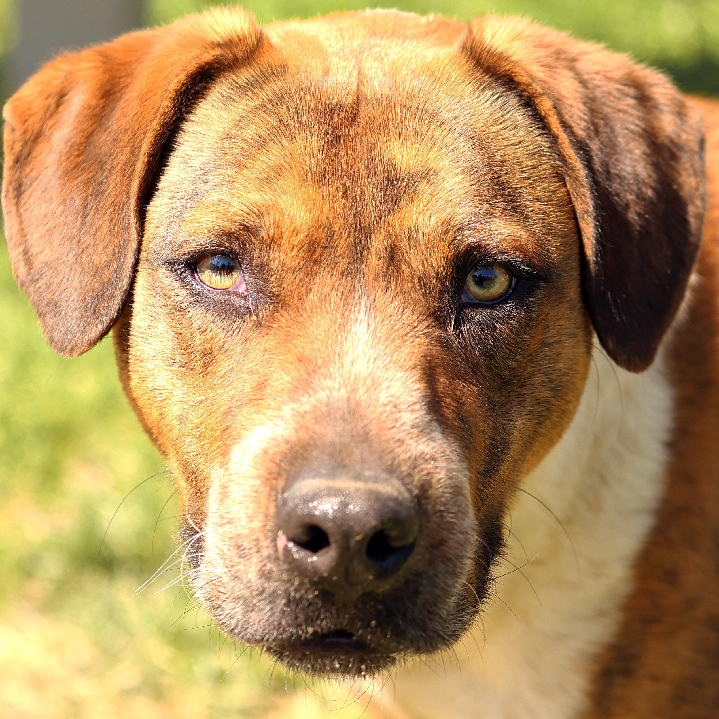 Rowdy, Adoptable, Adult Male Pit Bull Terrier & Spaniel.