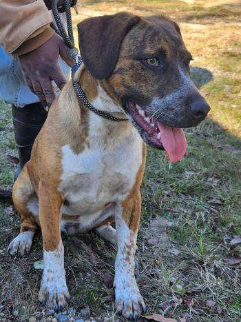 Rowdy, an adoptable Pit Bull Terrier & Spaniel Mix in Hot Springs, AR_image-1