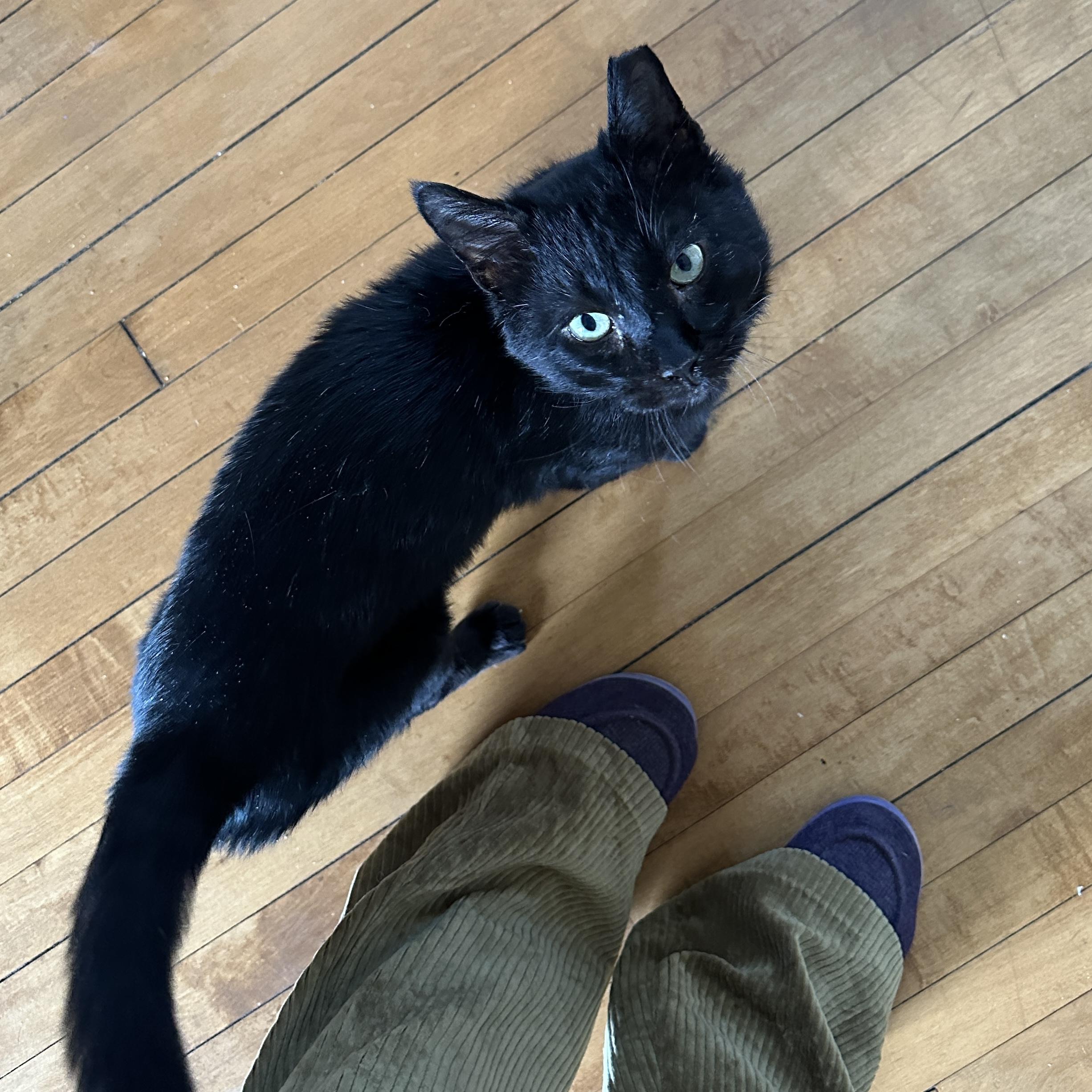 Peepaw, a Adoptable Domestic Short Hair in Milwaukee, WI image 6/6