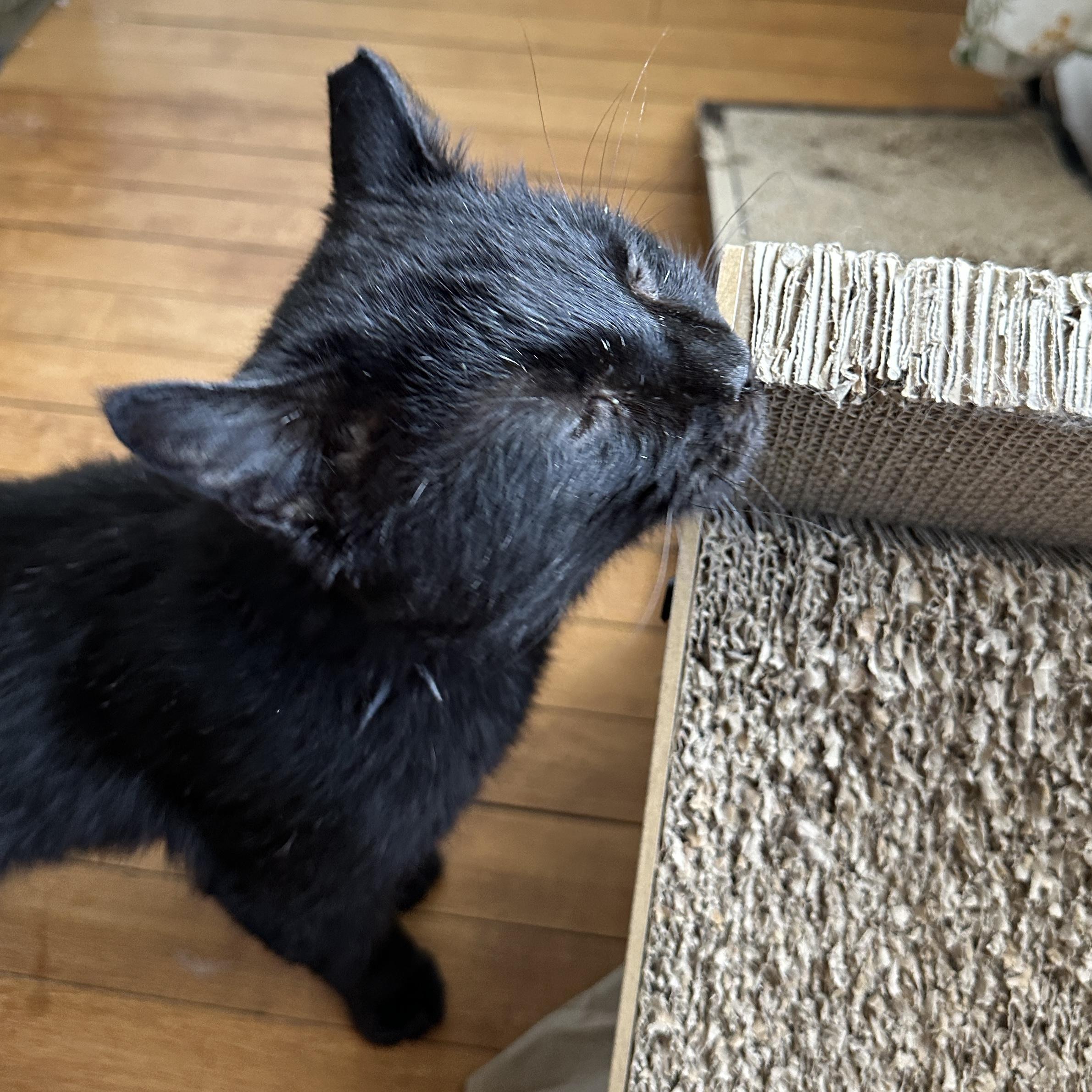 Peepaw, a Adoptable Domestic Short Hair in Milwaukee, WI image 4/6