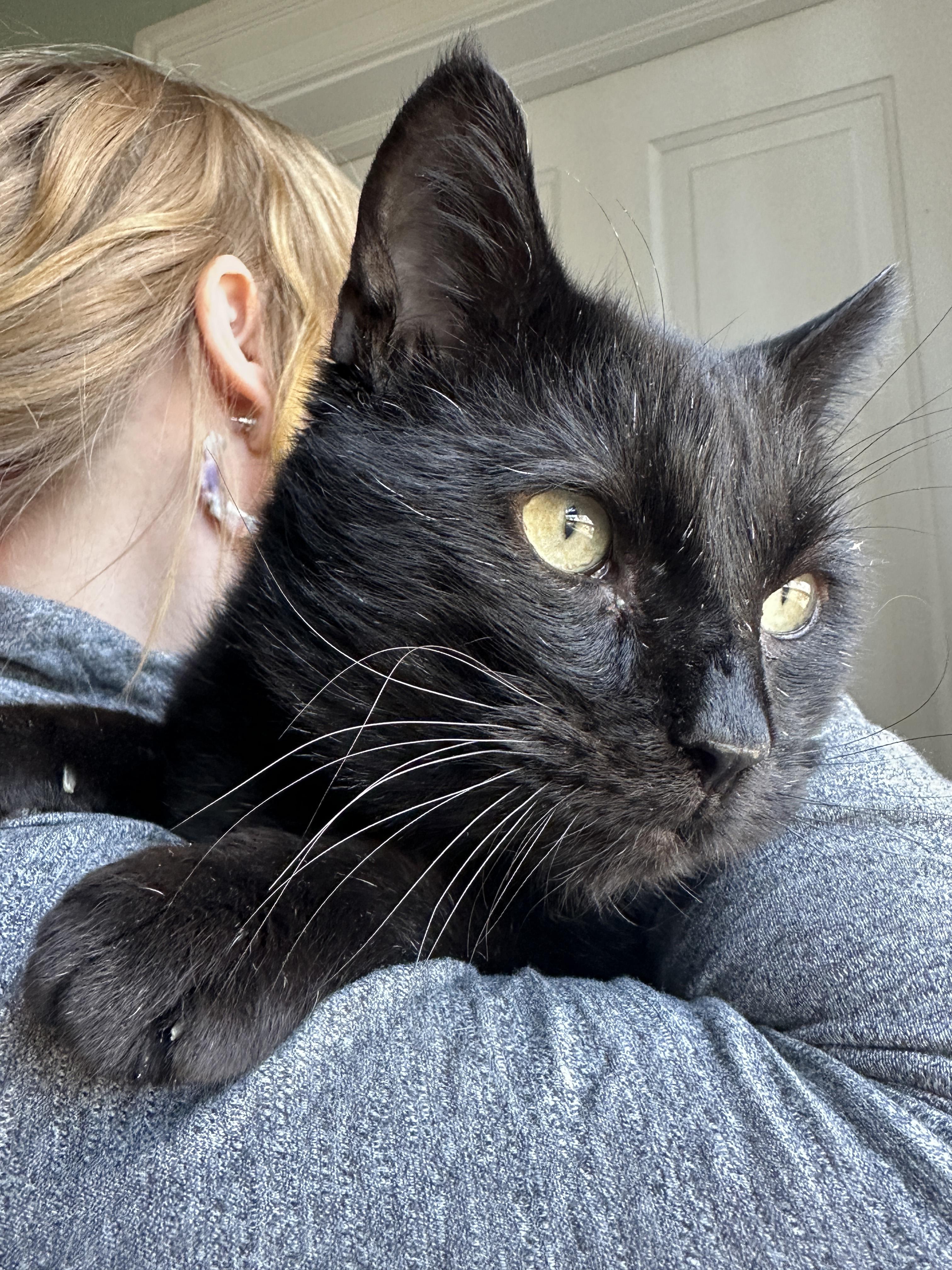 Peepaw, Adoptable, Senior Male Domestic Short Hair.