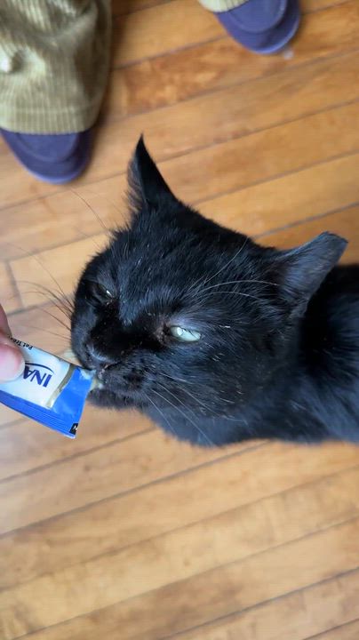 Enlarge Peepaw, a Adoptable Domestic Short Hair in Milwaukee, WI video 3/6