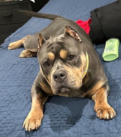 July, a Adoptable mixed breed in Malvern, PA image 3/3