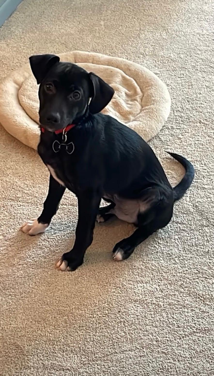 Milo, Adopted, Puppy Male Chihuahua & Terrier.