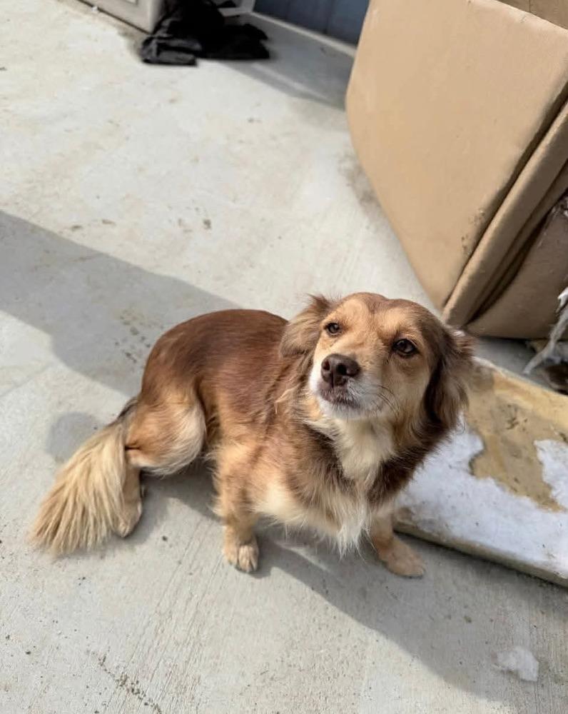 Enlarge Brindle litter, a Adoptable mixed breed in Bend, OR image 2/3