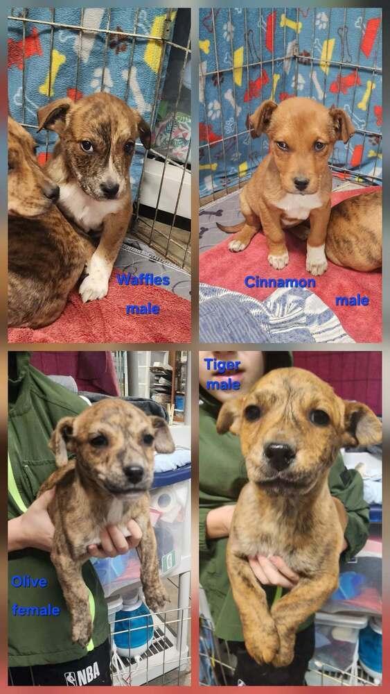 Enlarge Brindle litter, a Adoptable mixed breed in Bend, OR image 3/3