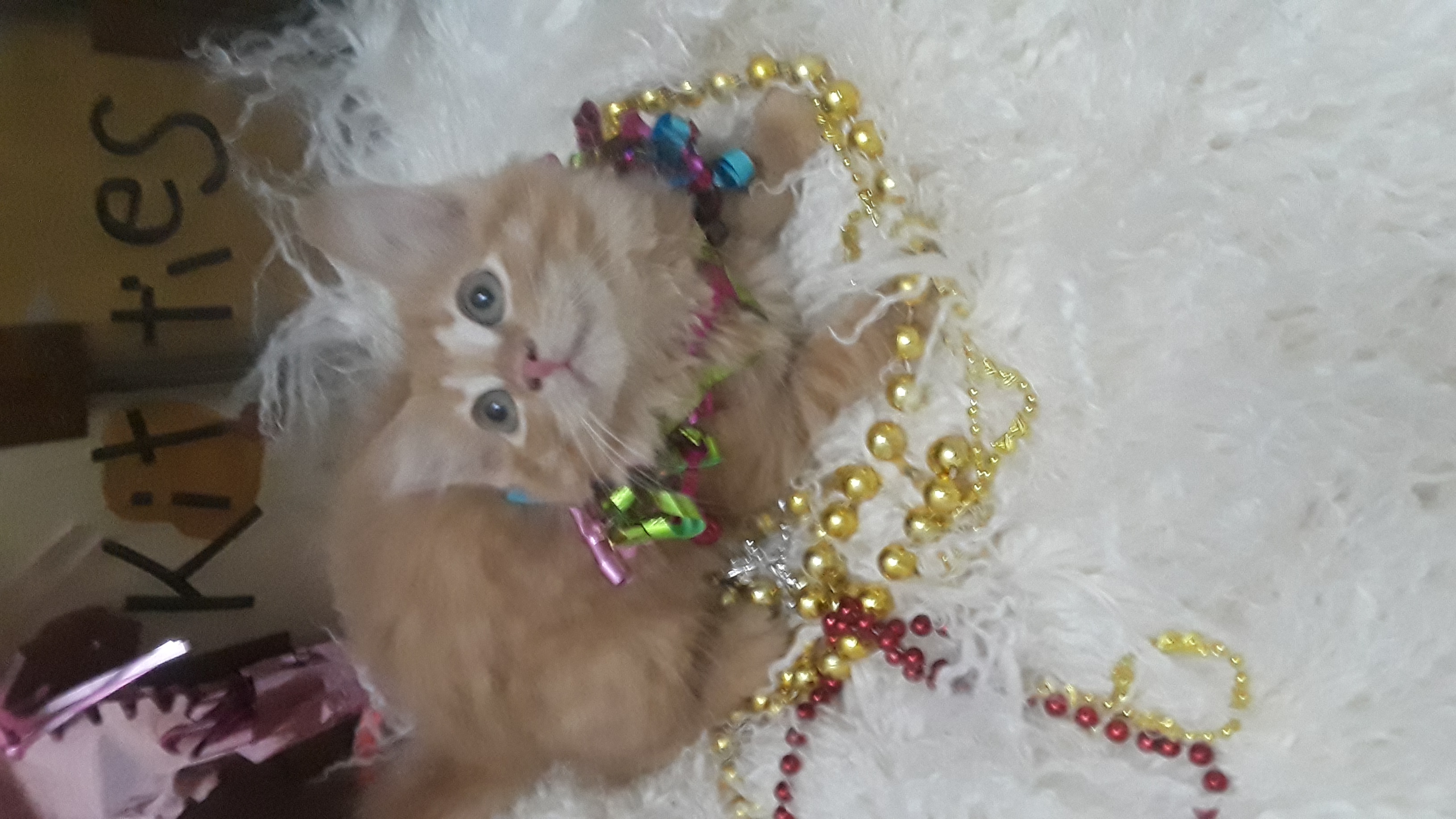 AKIRA, Adopted, Kitten Female Domestic Medium Hair.